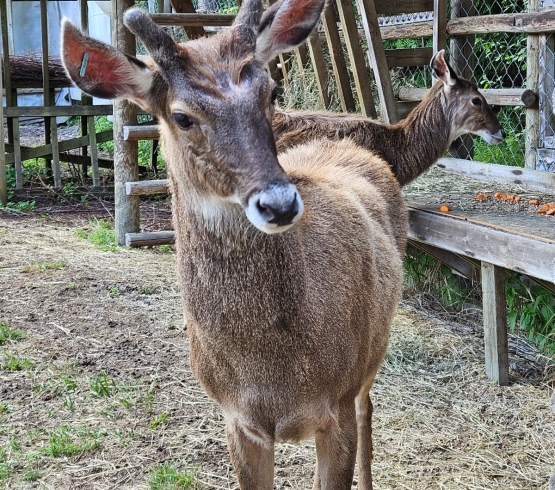 Valkoturpakauris